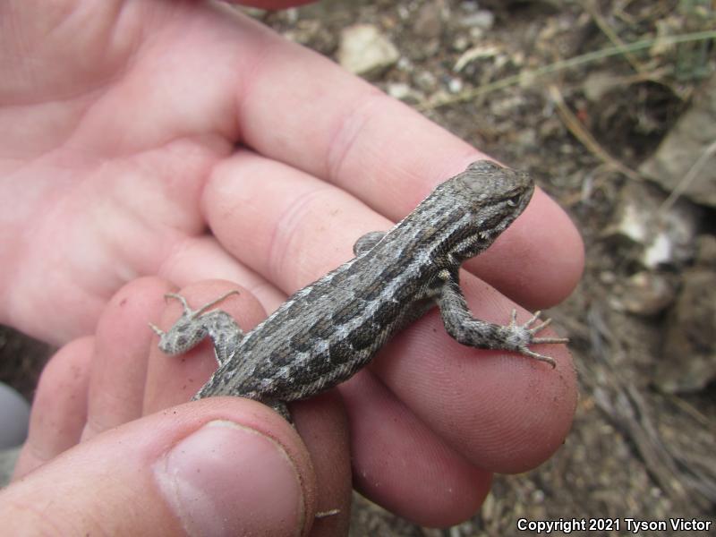 Western Sagebrush Lizard (Sceloporus graciosus gracilis)