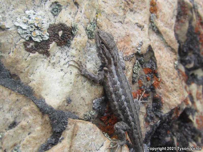 Western Sagebrush Lizard (Sceloporus graciosus gracilis)