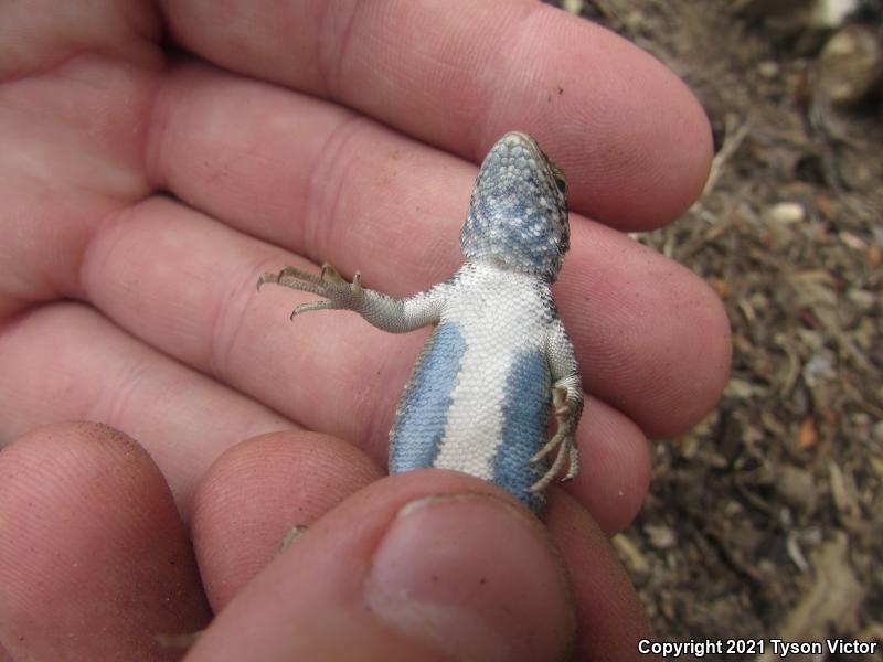 Western Sagebrush Lizard (Sceloporus graciosus gracilis)