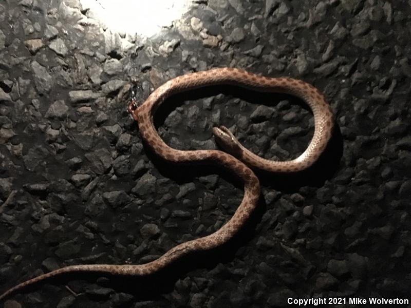 Collar Nightsnake (Hypsiglena torquata)