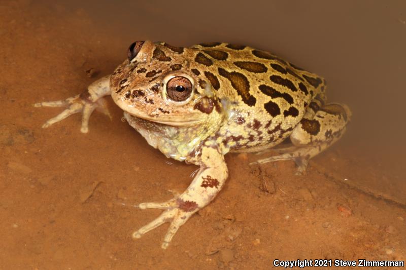 Lowland Burrowing Treefrog (Smilisca fodiens)