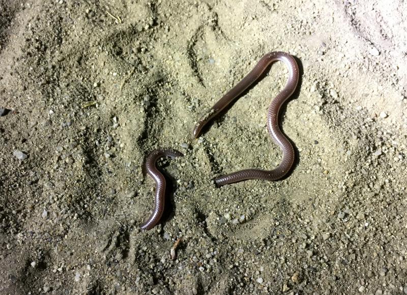 SouthWestern Threadsnake (Leptotyphlops humilis humilis)