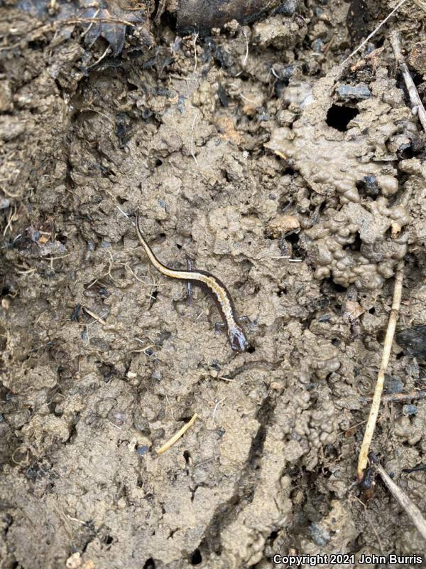 Northern Zigzag Salamander (Plethodon dorsalis)