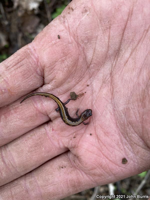 Northern Zigzag Salamander (Plethodon dorsalis)