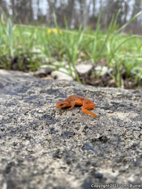 Red-Spotted Newt (Notophthalmus viridescens viridescens)