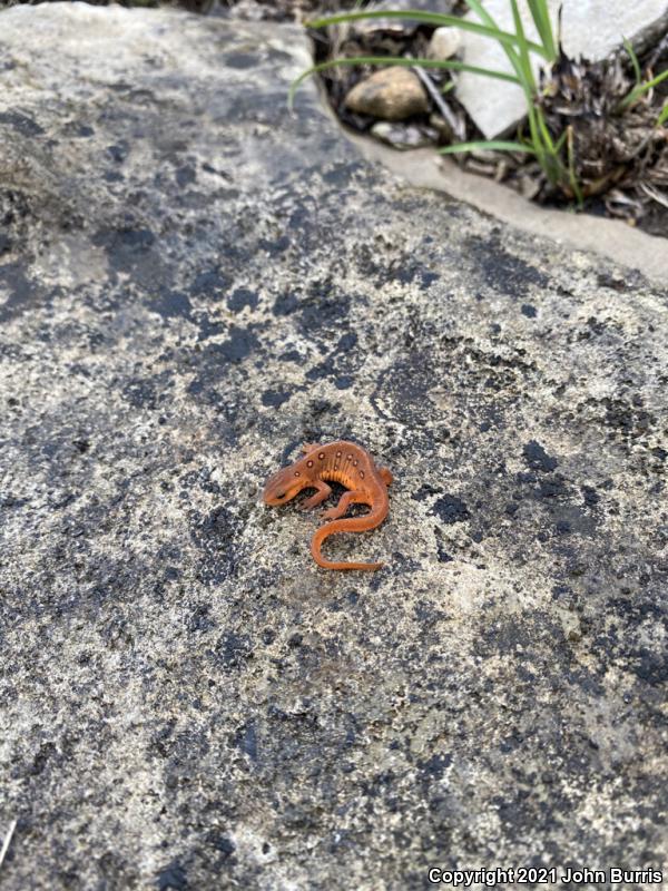 Red-Spotted Newt (Notophthalmus viridescens viridescens)