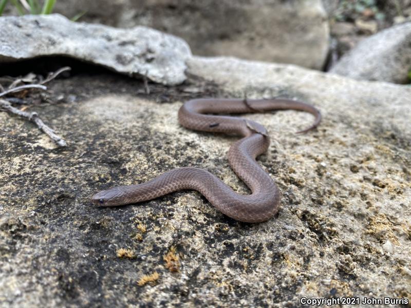 Western Smooth Earthsnake (Virginia valeriae elegans)