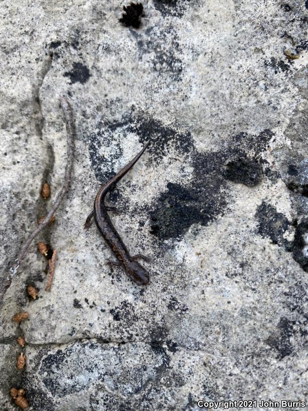 Northern Zigzag Salamander (Plethodon dorsalis)