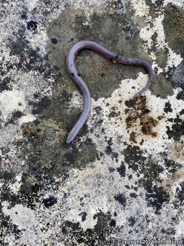 Midwestern Wormsnake (Carphophis amoenus helenae)