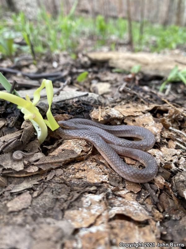 Midwestern Wormsnake (Carphophis amoenus helenae)