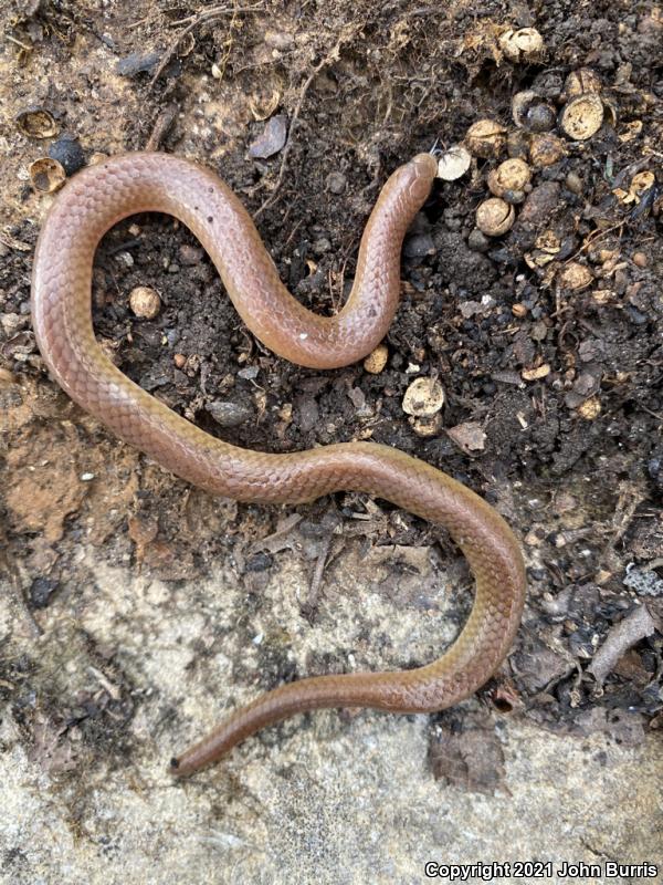 Midwestern Wormsnake (Carphophis amoenus helenae)