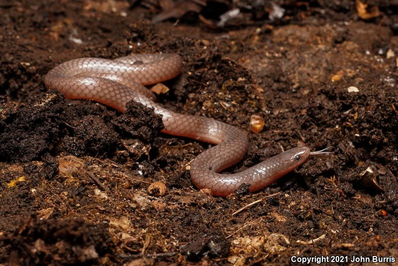 Midwestern Wormsnake (Carphophis amoenus helenae)