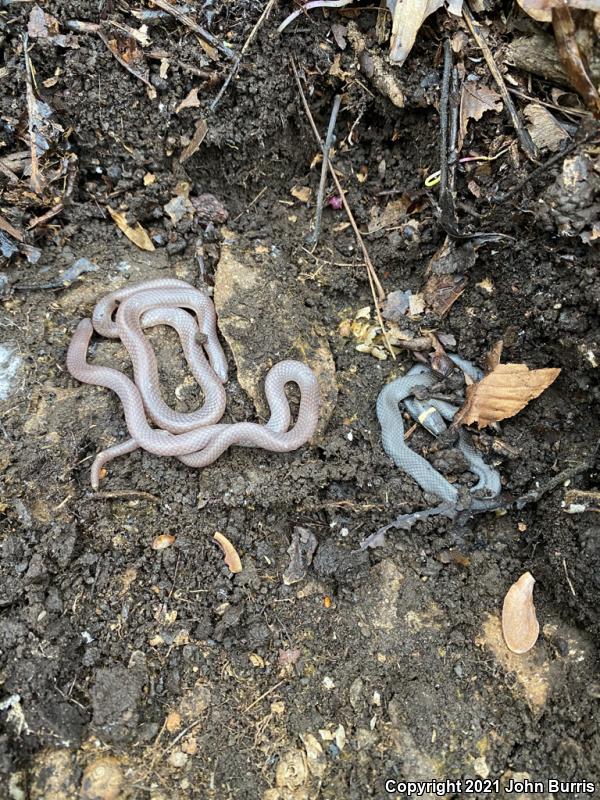 Midwestern Wormsnake (Carphophis amoenus helenae)