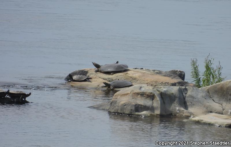 Eastern Spiny Softshell (Apalone spinifera spinifera)