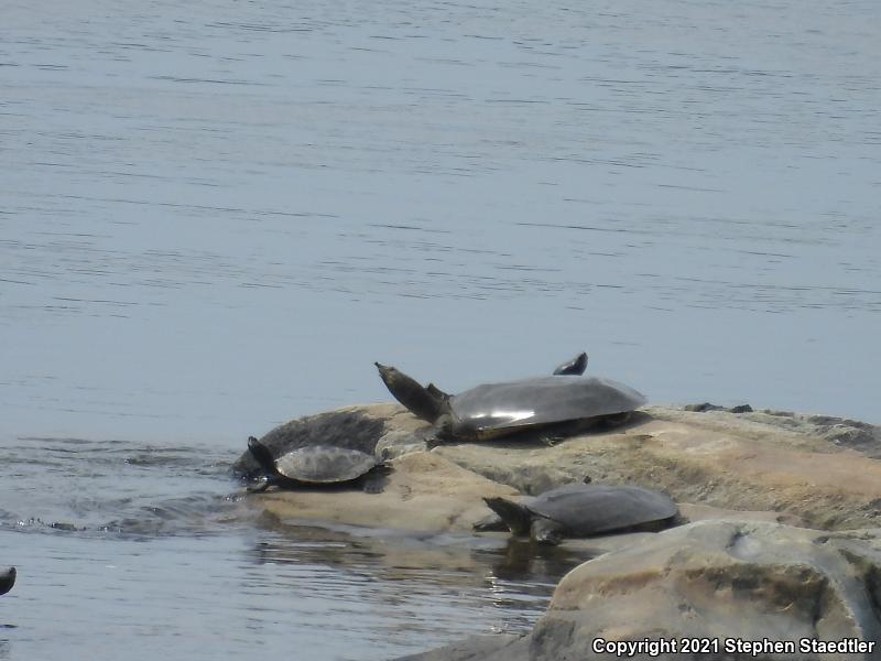 Eastern Spiny Softshell (Apalone spinifera spinifera)