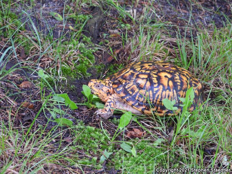 Eastern Box Turtle (Terrapene carolina carolina)