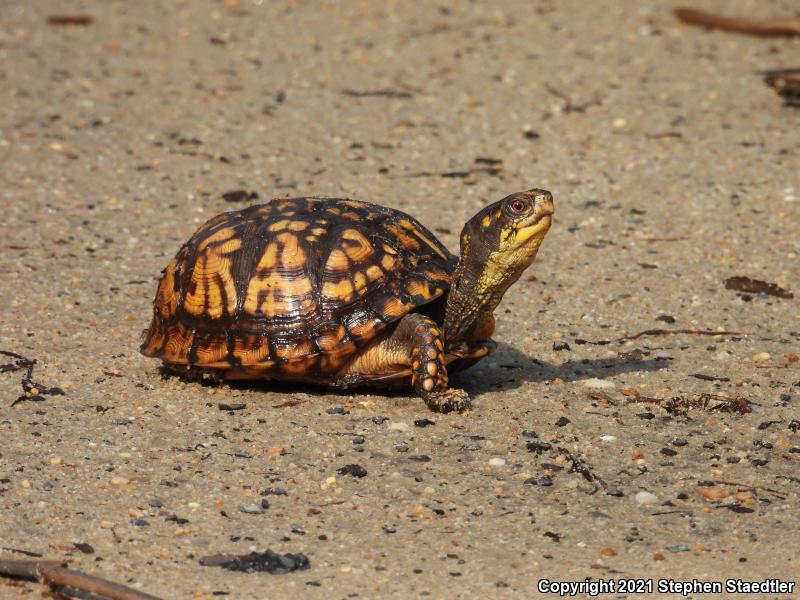 Eastern Box Turtle (Terrapene carolina carolina)