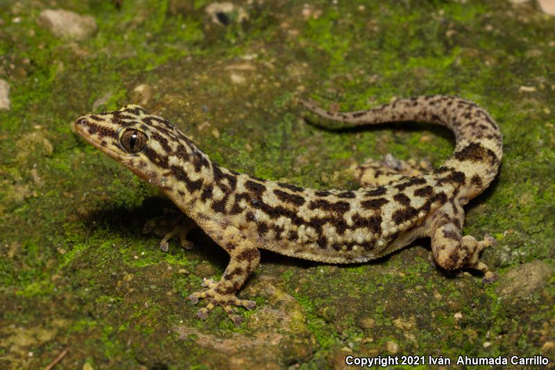 Davis's Leaf-toed Gecko (Phyllodactylus davisi)