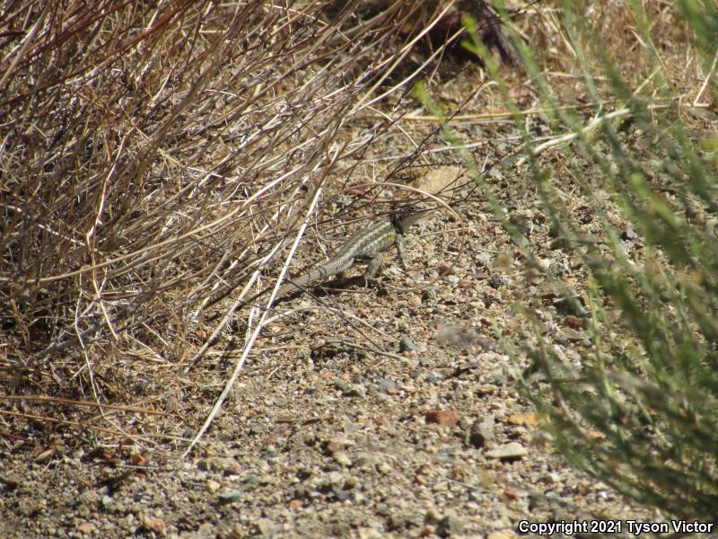 Northern Sagebrush Lizard (Sceloporus graciosus graciosus)