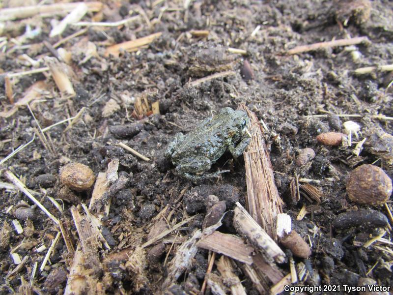 Black Toad (Anaxyrus exsul)