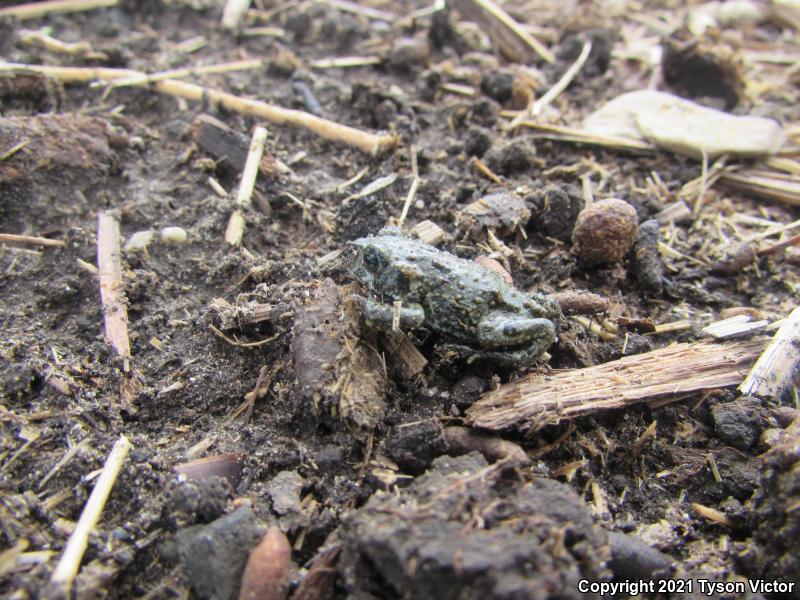 Black Toad (Anaxyrus exsul)