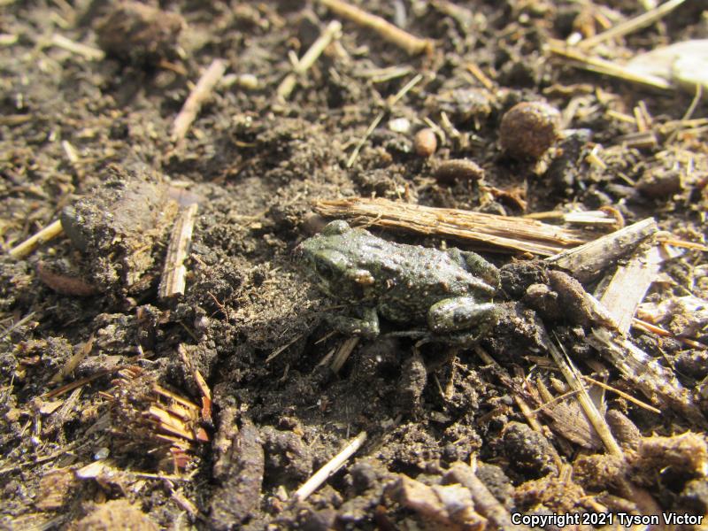 Black Toad (Anaxyrus exsul)