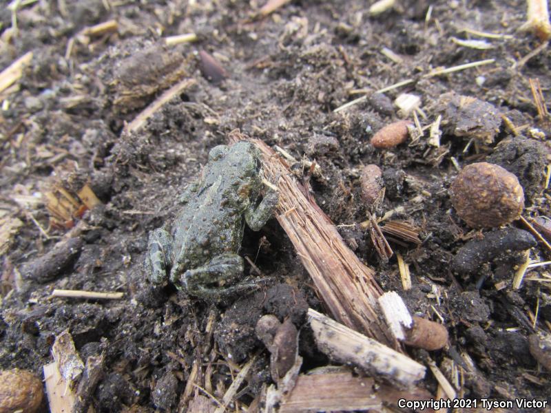 Black Toad (Anaxyrus exsul)