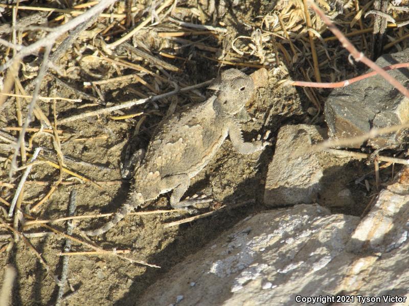 Southern Desert Horned Lizard (Phrynosoma platyrhinos calidiarum)