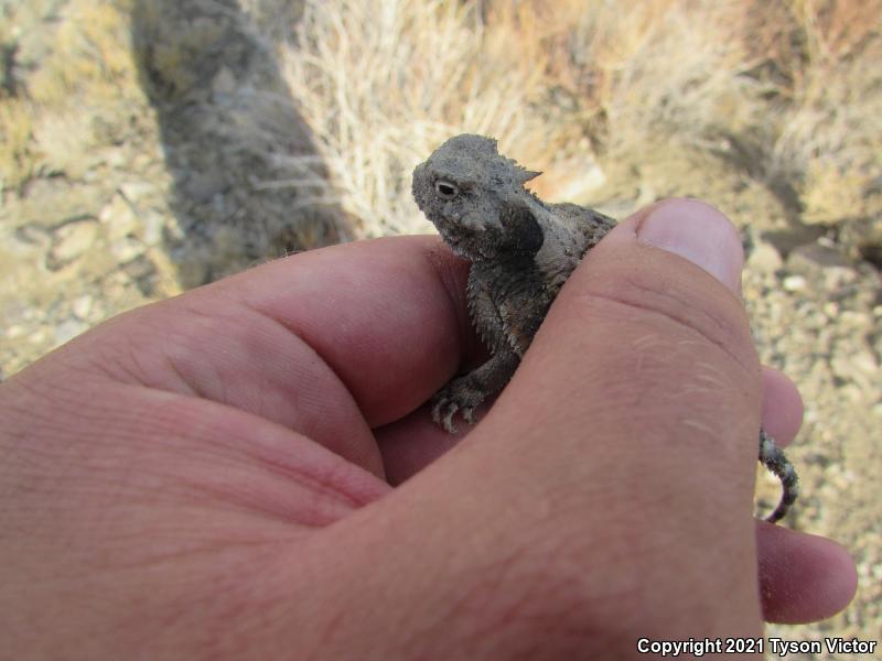 Southern Desert Horned Lizard (Phrynosoma platyrhinos calidiarum)