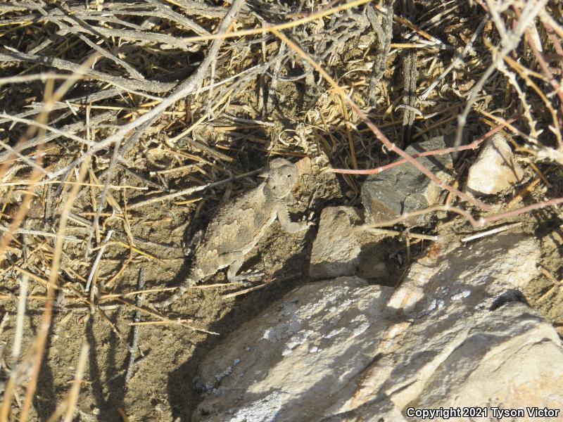 Southern Desert Horned Lizard (Phrynosoma platyrhinos calidiarum)