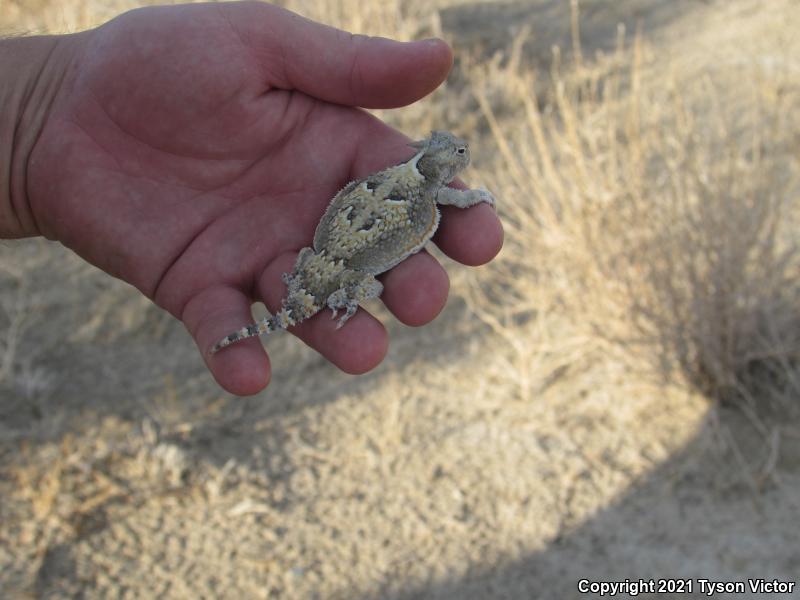 Southern Desert Horned Lizard (Phrynosoma platyrhinos calidiarum)