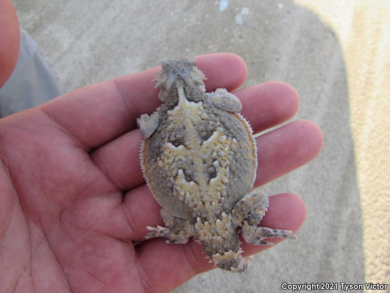 Southern Desert Horned Lizard (Phrynosoma platyrhinos calidiarum)