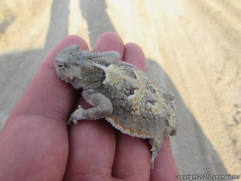 Southern Desert Horned Lizard (Phrynosoma platyrhinos calidiarum)