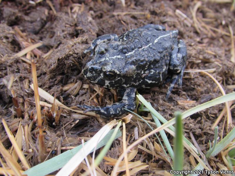 Black Toad (Anaxyrus exsul)