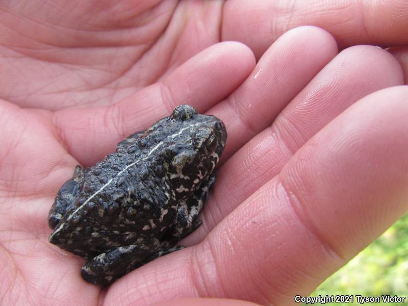 Black Toad (Anaxyrus exsul)