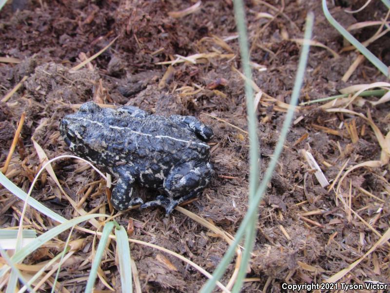 Black Toad (Anaxyrus exsul)