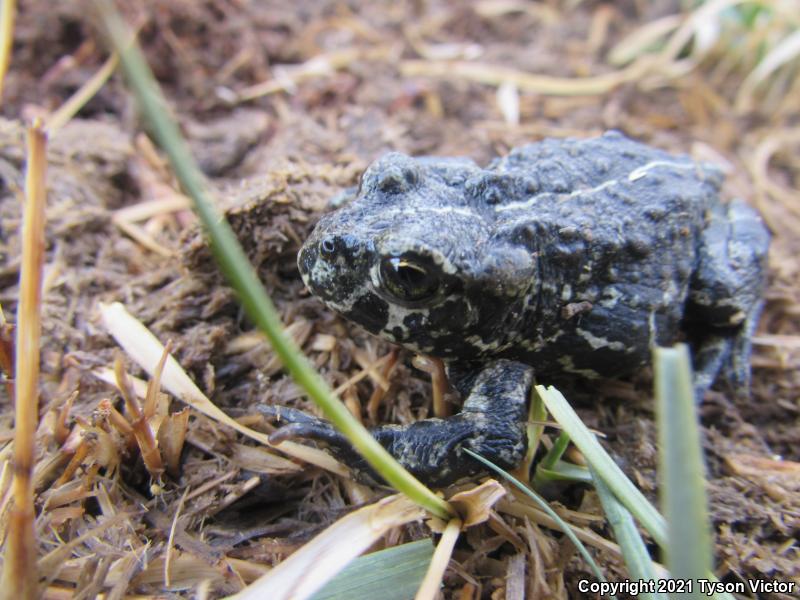 Black Toad (Anaxyrus exsul)