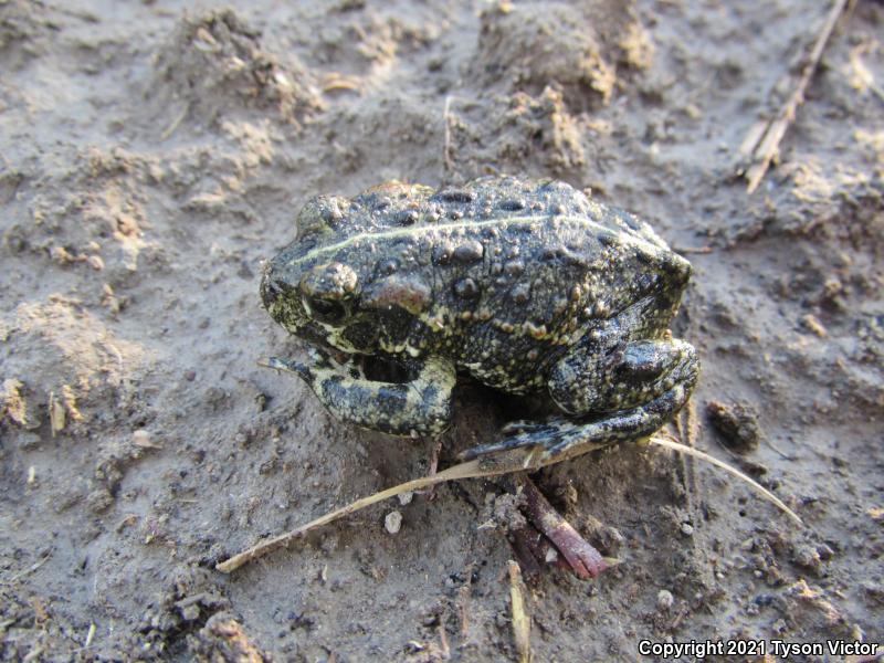 Black Toad (Anaxyrus exsul)