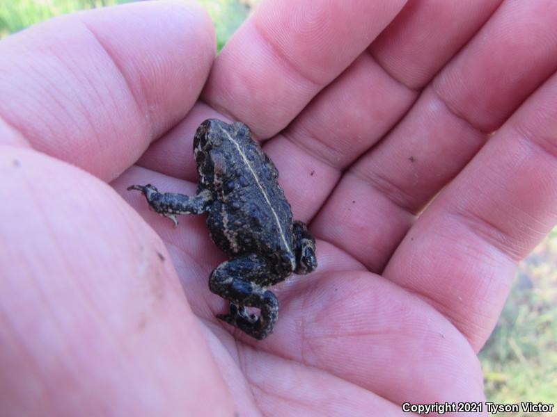 Black Toad (Anaxyrus exsul)