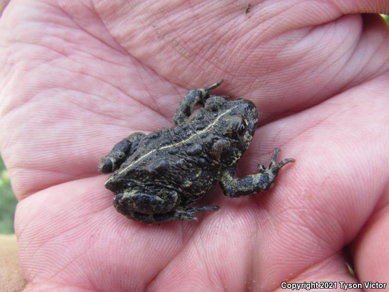 Black Toad (Anaxyrus exsul)