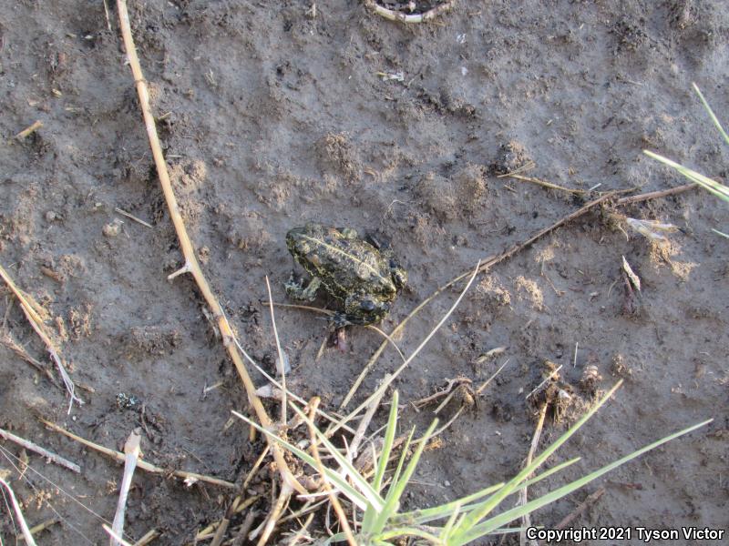 Black Toad (Anaxyrus exsul)