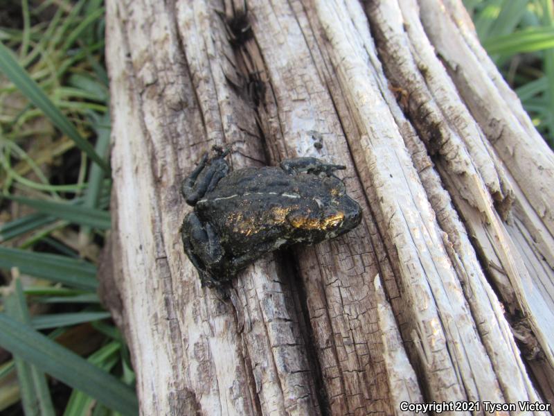 Black Toad (Anaxyrus exsul)