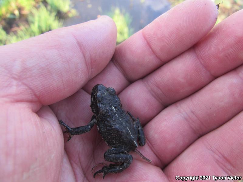 Black Toad (Anaxyrus exsul)