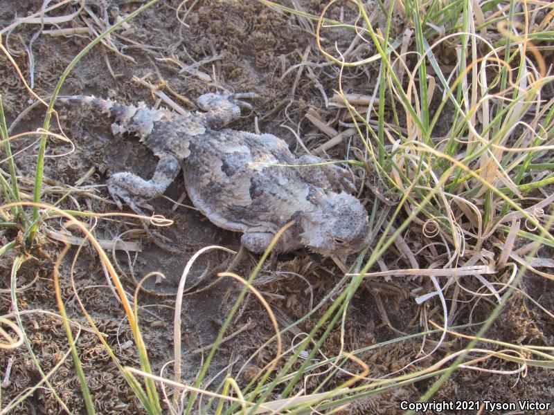 Southern Desert Horned Lizard (Phrynosoma platyrhinos calidiarum)