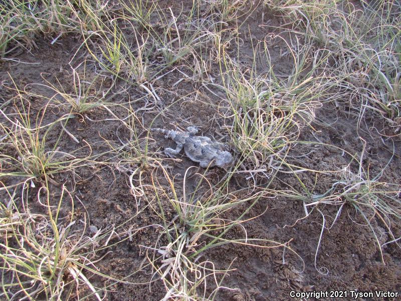 Southern Desert Horned Lizard (Phrynosoma platyrhinos calidiarum)