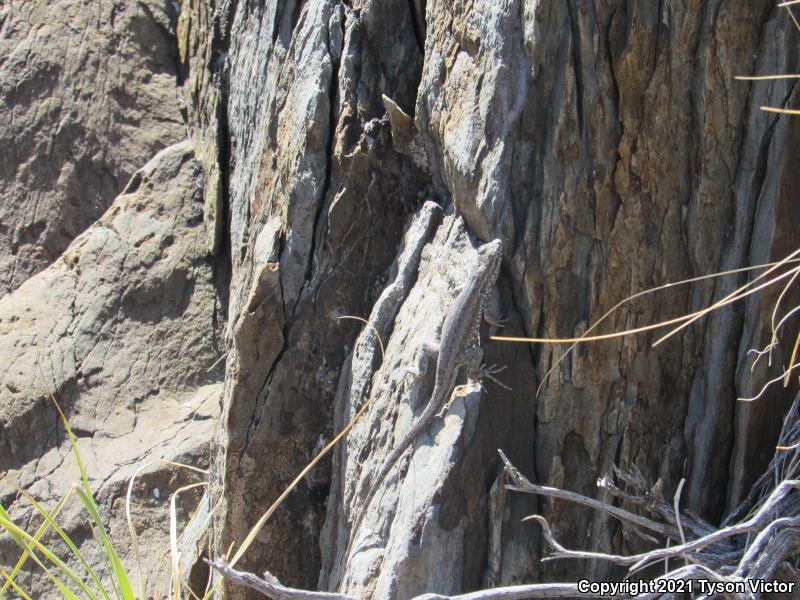 Western Side-blotched Lizard (Uta stansburiana elegans)