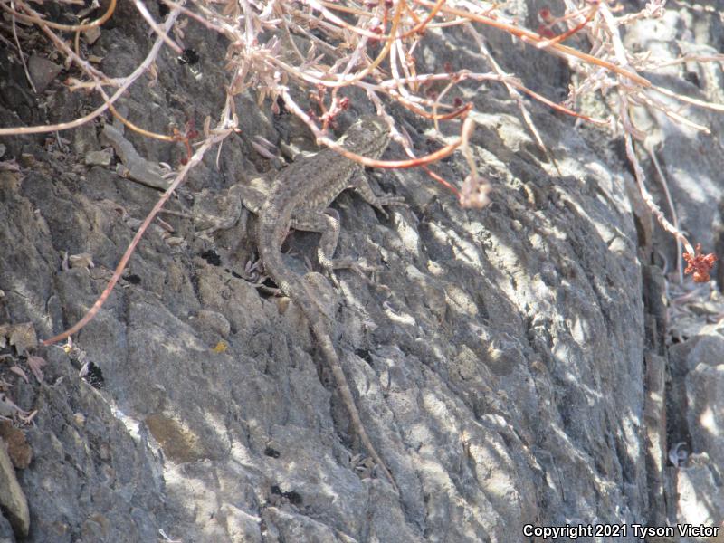 Western Side-blotched Lizard (Uta stansburiana elegans)