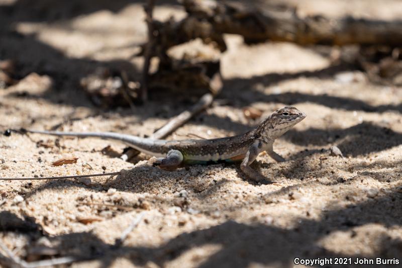 Common Zebra-tailed Lizard (Callisaurus draconoides draconoides)