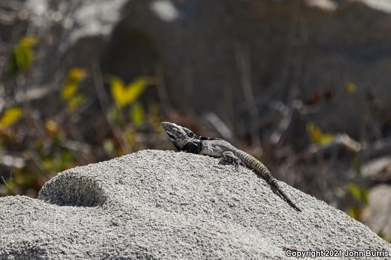 Cape Spiny-tailed Iguana (Ctenosaura hemilopha)