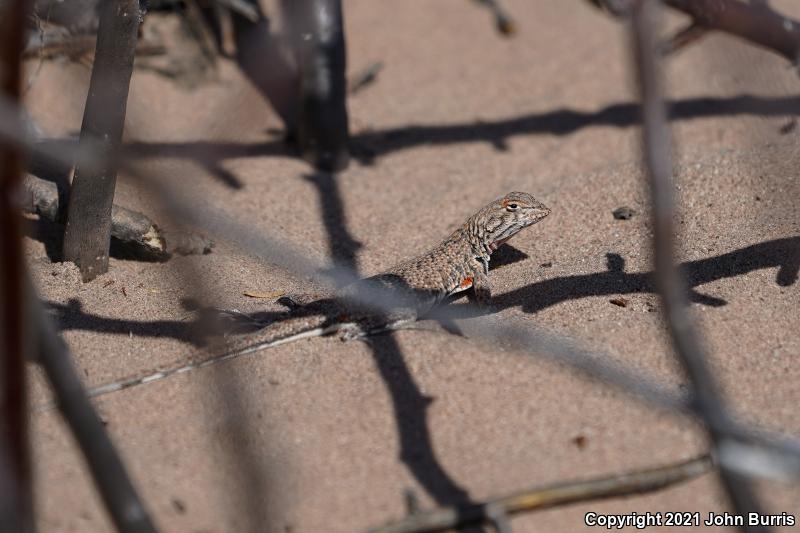 Chihuahuan Fringe-toed Lizard (Uma paraphygas)